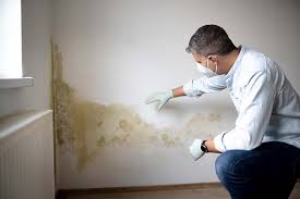 Best Mold Odor Removal Services  in Palmer Lake, CO